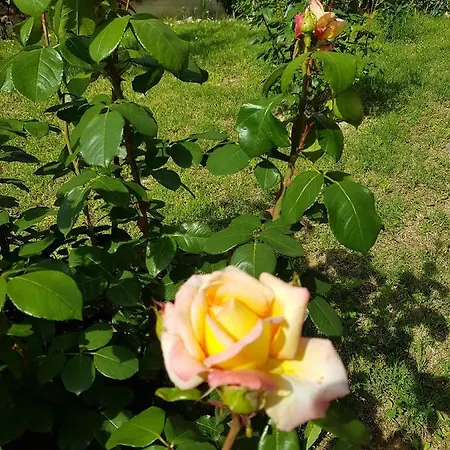 Il Prunus Serre Di Rapolano