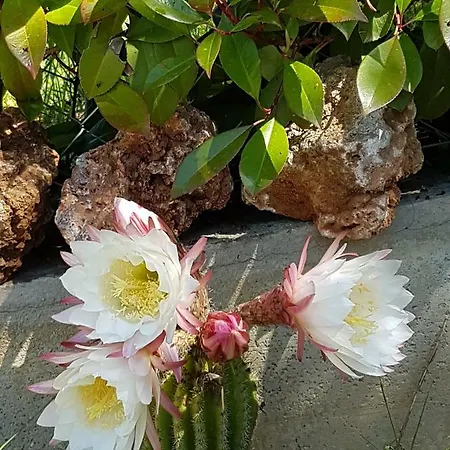 Apartament Il Prunus